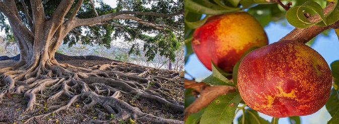 خاک مناسب شلیل