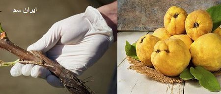 روش پیوند زدن نهال بِه (هیوا)