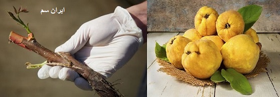 روش پیوند زدن نهال بِه (هیوا)