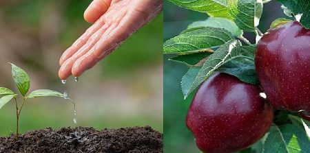 خاک مناسب سیب