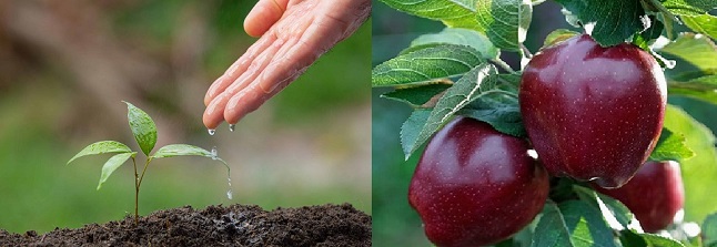 خاک مناسب سیب