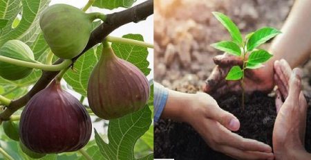 خاک درخت انجیر