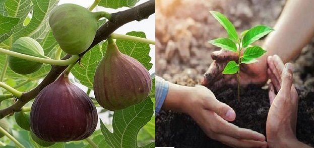 خاک درخت انجیر