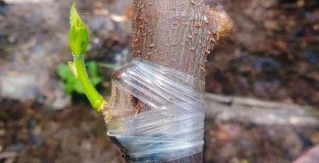 پیوند درخت گردو