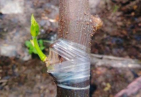 پیوند درخت گردو