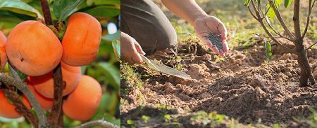 خاک درخت خرمالو