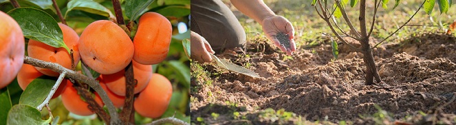 خاک درخت خرمالو