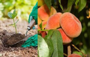 خاک هلوانجیری