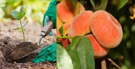 خاک هلوانجیری