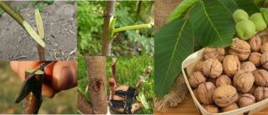 پیوند درخت گردو