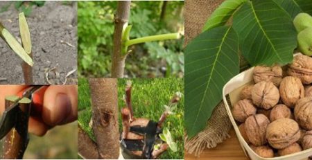 پیوند درخت گردو