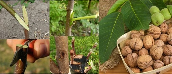 پیوند درخت گردو