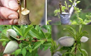 پیوند بادام