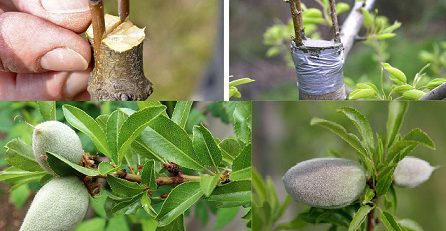 پیوند بادام