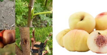 پیوند هلوگردویی