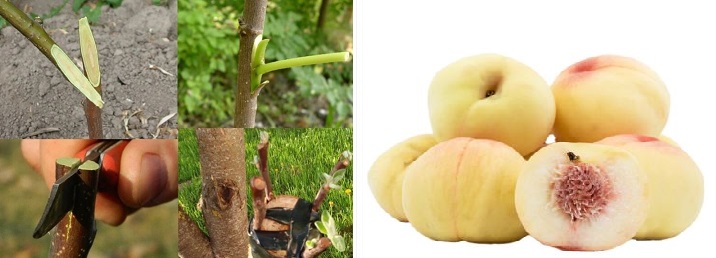 پیوند هلوگردویی