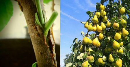 پیوند درخت گلابی