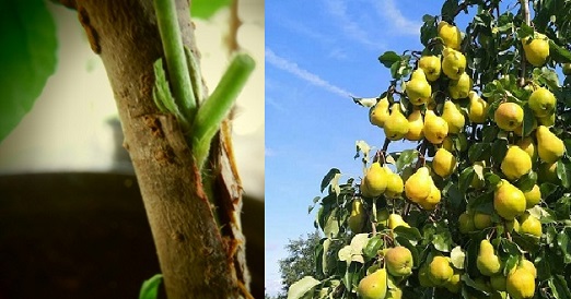 پیوند درخت گلابی