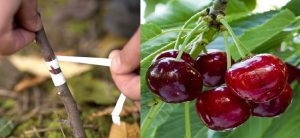 پیوند درخت گیلاس