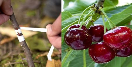 پیوند درخت گیلاس