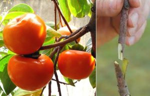 پیوند خرمالو