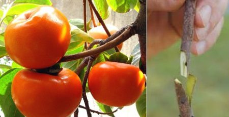 پیوند خرمالو