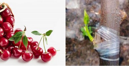 پیوند آلبالو