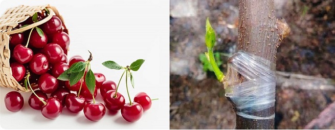 پیوند آلبالو