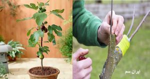 پیوند انجیر