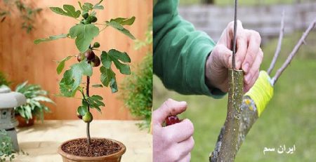 پیوند انجیر