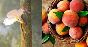 پیوند درخت هلو