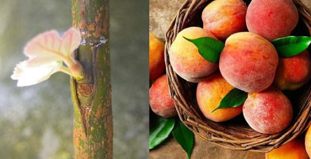 پیوند درخت هلو