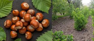 خاک مناسب برای فندق