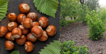 خاک مناسب برای فندق