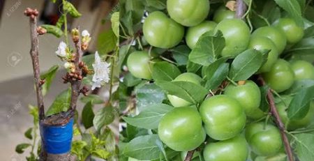 پیوند درخت آلوچه