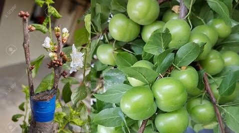 پیوند درخت آلوچه