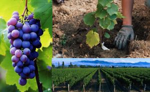 خاک برای درخت انگور
