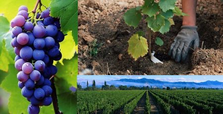 خاک برای درخت انگور