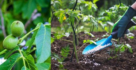 خاک درخت گردو