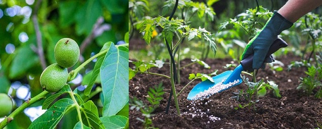 خاک درخت گردو