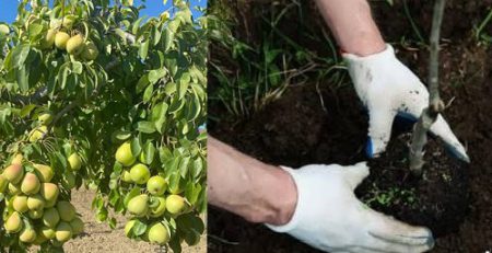 خاک مناسب گلابی