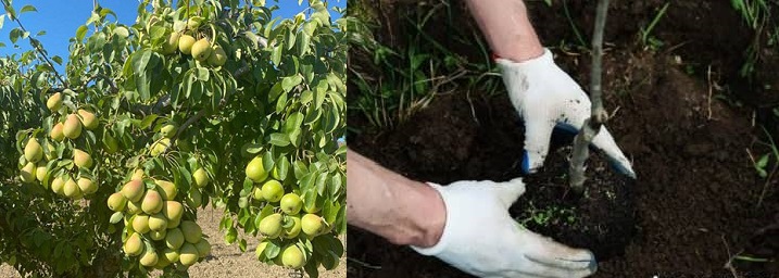 خاک مناسب گلابی