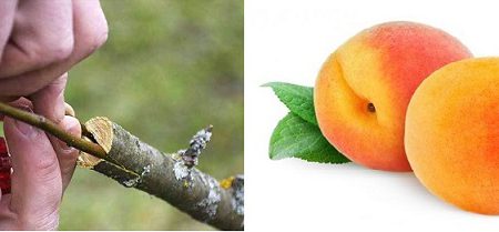 پیوند هلو زعفرانی