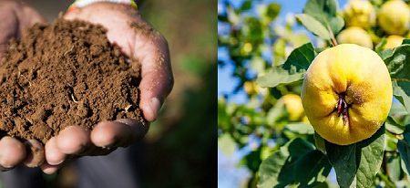 خاک مناسب برای درخت هیوا