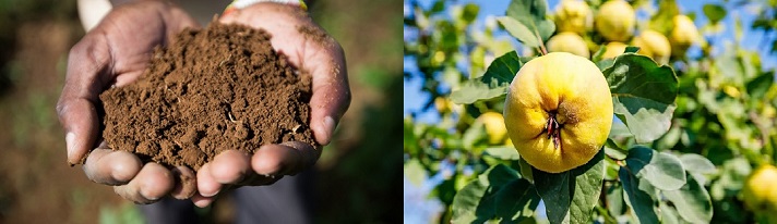 خاک مناسب برای درخت هیوا