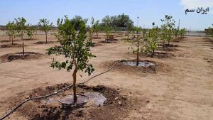 عمق و اندازه گودال برای کاشت