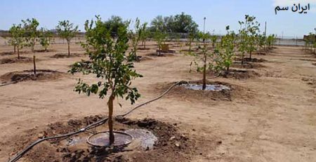 عمق و اندازه گودال برای کاشت