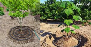 استاندارد کاشت نهال از نظر فاصله بین آن‌ها چیست؟