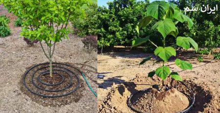 استاندارد کاشت نهال از نظر فاصله بین آن‌ها چیست؟