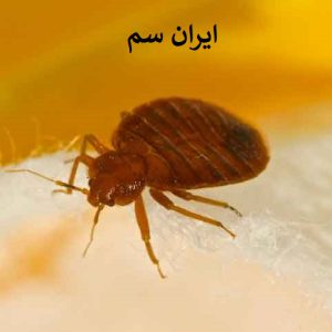چند مطلب مهم در مورد حره ساس